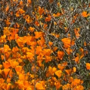 Meet your Posher, Birdie